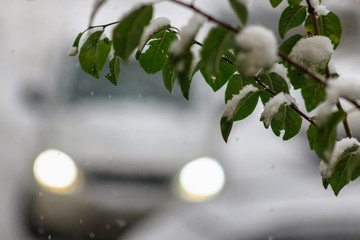 First snow on tree leaves