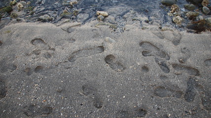 footprints of people walking on the beach