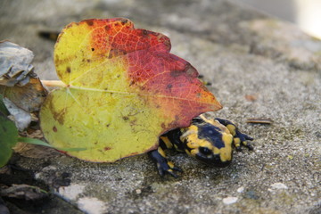 Salamandre de feu