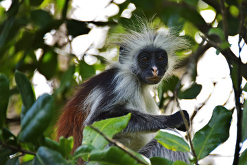 Zanzibar red colobus in Jozani forest. Tanzania, Africa