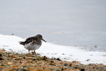 A Purple Sandpiper (calidris maritima) looks for crustaceans on the shore line waters edge.Birds and Wildlife.Image