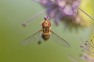 macro hoverfly Episyrphus balteatuson violet flower eating pollen nectar summer with detail. close up of marmalade hoverfly or Episyrphus balteatus sitting on flower in the garden.