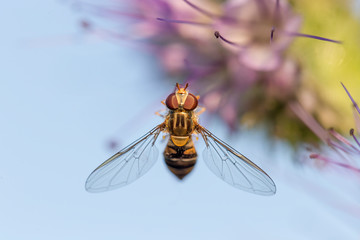 macro hoverfly Episyrphus balteatuson violet flower eating pollen nectar summer with detail. close up of marmalade hoverfly or Episyrphus balteatus sitting on flower in the garden.