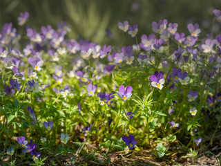 Wild pansies, Johnny Jump up,Viola tricolor, native European wild flowers blooming on a large rock in a forest, closeup with selective focus