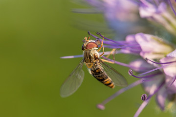 macro hoverfly Episyrphus balteatuson violet flower eating pollen nectar summer with detail. close up of marmalade hoverfly or Episyrphus balteatus sitting on flower in the garden.