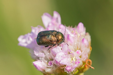 Beetle Cryptocephalus sericeus in natural habitat. Green beetle cryptocephalus sericeus in nature. Cryptocephalus sericeus is a species of cylindrical leaf beetles of the family Chrysomelidae.