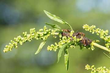 Ants taking care of aphids. Ants taking care of aphids on green background, macro shot. Black ants are taking care of the aphids on the grass.