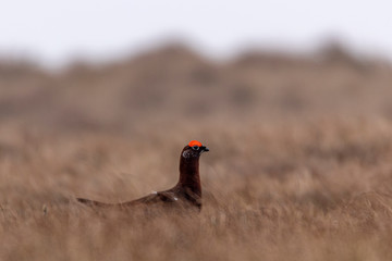 Wildlife of England