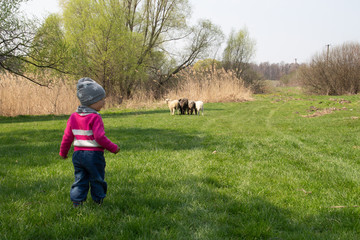 Naklejka na ściany i meble little child in the spring. feeds the sheep, green meadow, village. farm children