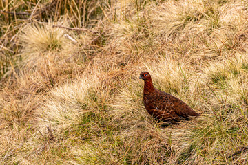 Wildlife of England