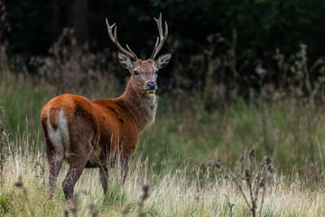Wildlife of England