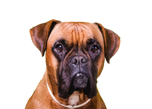 Portrait of cute boxer dog on white backgrounds, isolated