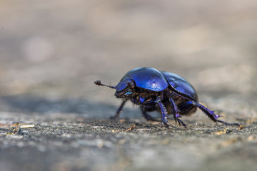 Anoplotrupes stercorosus bug in summer forest, selective focus. Beautiful beetle Anoplotrupes stercorosus. Anoplotrupes stercorosus, known as dor beetle, a species of earth-boring dung beetles. 