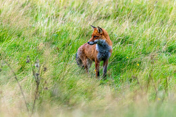 Wildlife of England