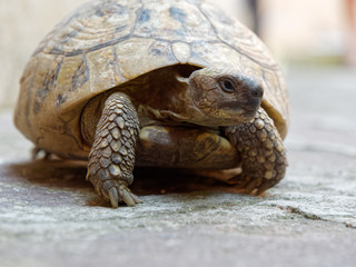 Large land turtle on the bridge patio
