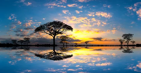  Panorama silhouette tree in africa with sunset.Tree silhouetted against a setting sun reflection on water.Typical african sunset with acacia trees in Masai Mara, Kenya. © noon@photo