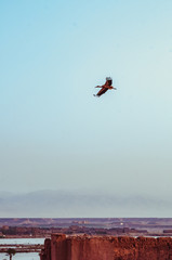 Flight of a stork above the ruins near Ouarzazate