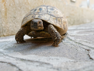 Large land turtle on the bridge patio