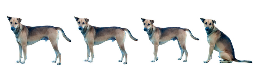 dog isolated on a white background. / clipping path.