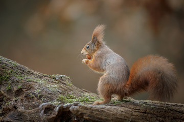 Red quirrel standing with a nut