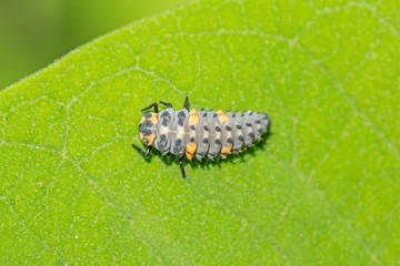 The larva of Coccinella septempunctata, the seven-spot ladybird is the most common ladybird in Europe. Larva a ladybird (Coccinella septempunctata) in the natural environment, close-up.