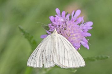 The Black-veined Moth (Siona lineata). White butterfly sitting on flowers. White black-veined moth sitting on purple blue flower growing in a meadow on a sunny summer day.