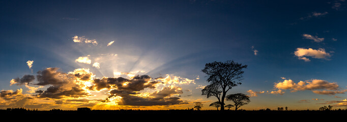 Fototapeta na wymiar Panorama silhouette tree in africa with sunset.Tree silhouetted against a setting sun.Dark tree on open field dramatic sunrise.Typical african sunset with acacia trees in Masai Mara, Kenya