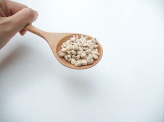 A hand is holding wooden spoon with job's tears on the white background. 