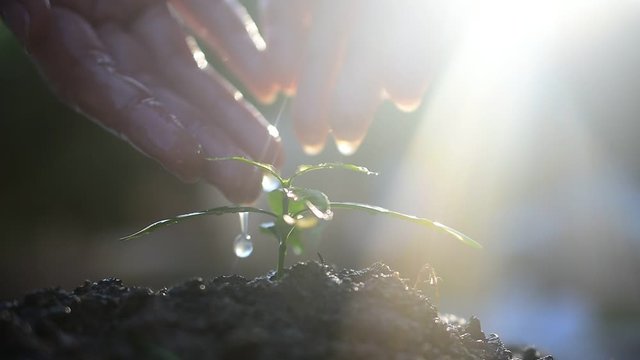 People are planting trees Growth,Watering plants and planting trees