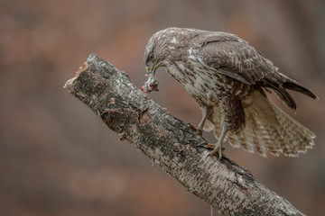 Common buzzard with wood mouse