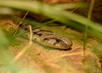 snake portrait on the ground through vegetation