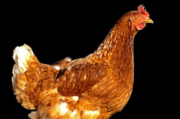 Young domestic hen closeup isolated on black background. Cute colourful red and brown bird. Farm livestock and keeping husbandry conception. Healthy female chiken. Standing live fowl. Farming animals