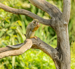 squirrel monkey eating on dry tree