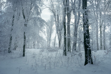 Fototapeta na wymiar frozen trees in winter woods landscape, winter park landscape