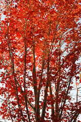 Fototapeta premium Red maple tree in the fall.