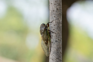 盛夏に鳴くクマゼミ