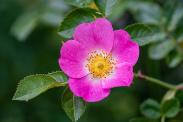 Close up of a beautiful pink dog rose with yellow center - obrazy, fototapety, plakaty