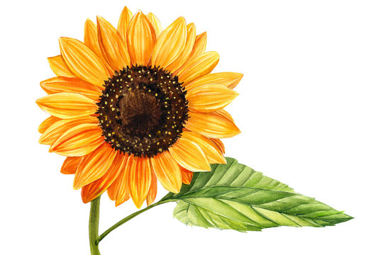 Watercolor sunflower  hand drawn floral illustration isolated on white background. 