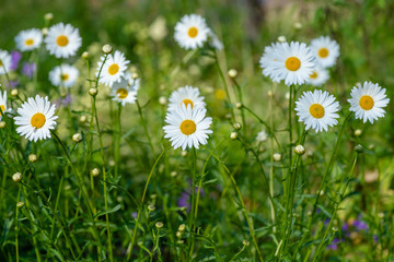 Group of beautiful Marguerite flowers growing in a summer field