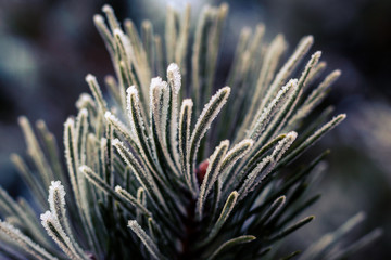 Naklejka na ściany i meble Macro shot of frost covered plant