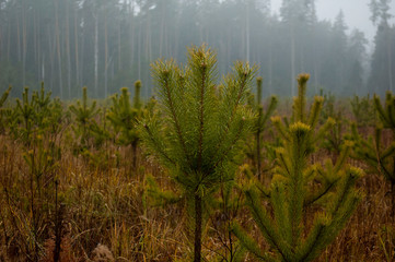 early morning in the forest