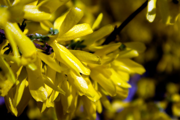 The branches of blooming Forsythia Intermedia covered with bright yellow flowers growing in the park 