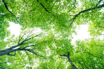 Green forest landscape with trees and sun light going through leaves, view to the top of trees
