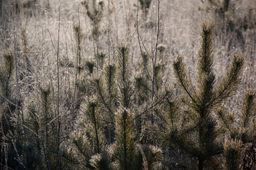 morning frost  on the field