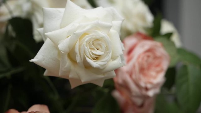 Beautiful rose buds close-up view