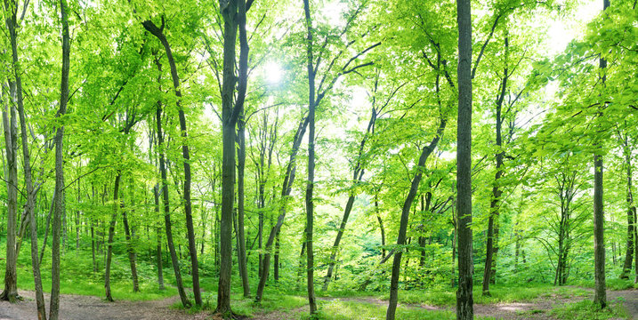 Green forest landscape panorama with trees and sun light going through leaves