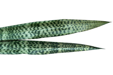 Sansevieria trifasciata leaf tropical isolated on white background.The snake plant (also known as...