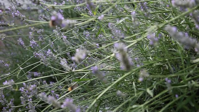 Video Bl&uuml;hender Lavendel mit best&auml;ubenden Insekten, DNxHR 