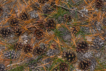 Dry pine cones with pine needles on a ground. Soft selective focus.