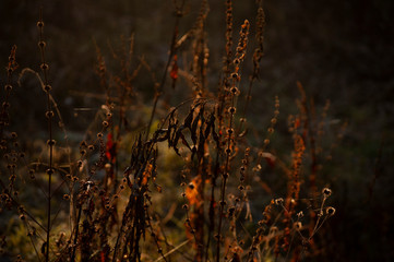 plants in the forest